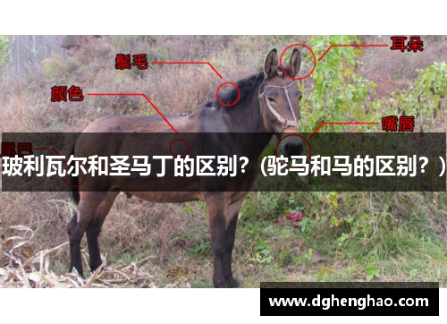玻利瓦尔和圣马丁的区别？(驼马和马的区别？)