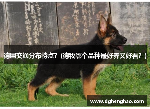 德国交通分布特点？(德牧哪个品种最好养又好看？)